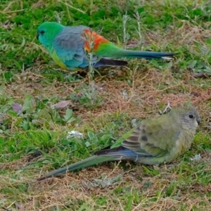 Psephotus haematonotus at Dunlop, ACT - 26 May 2020