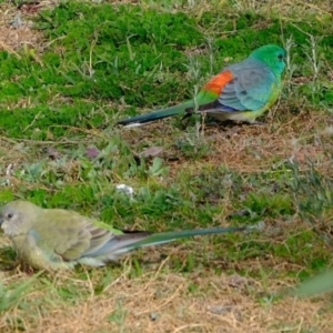 Psephotus haematonotus at Dunlop, ACT - 26 May 2020