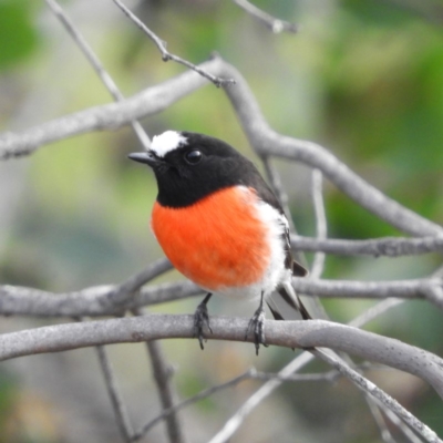 Petroica boodang (Scarlet Robin) at Piney Ridge - 25 May 2020 by MatthewFrawley