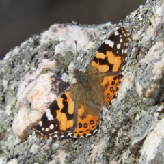 Vanessa kershawi (Australian Painted Lady) at Stromlo, ACT - 25 May 2020 by MatthewFrawley