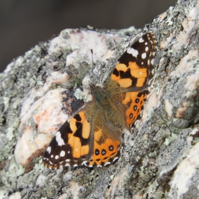 Vanessa kershawi (Australian Painted Lady) at Block 402 - 25 May 2020 by MatthewFrawley