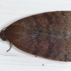 Austrocarea iocephala (Broad-headed Moth) at Ainslie, ACT - 18 May 2020 by jbromilow50