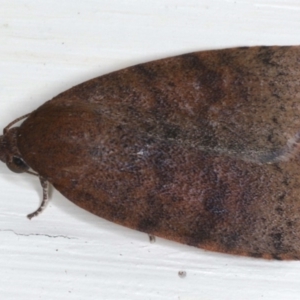 Austrocarea iocephala at Ainslie, ACT - 18 May 2020