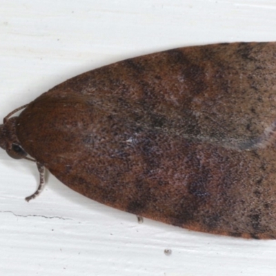 Austrocarea iocephala (Broad-headed Moth) at Ainslie, ACT - 18 May 2020 by jb2602