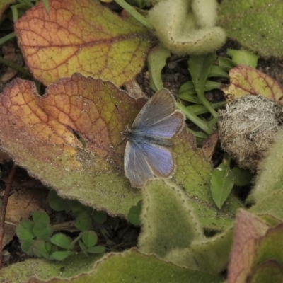 Zizina otis (Common Grass-Blue) at Mount Clear, ACT - 26 May 2020 by KMcCue