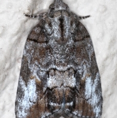 Nanaguna clopaea (a Sarrothripinae moth) at Ainslie, ACT - 18 May 2020 by jb2602