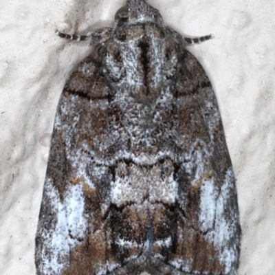 Nanaguna clopaea (a Sarrothripinae moth) at Ainslie, ACT - 18 May 2020 by jbromilow50