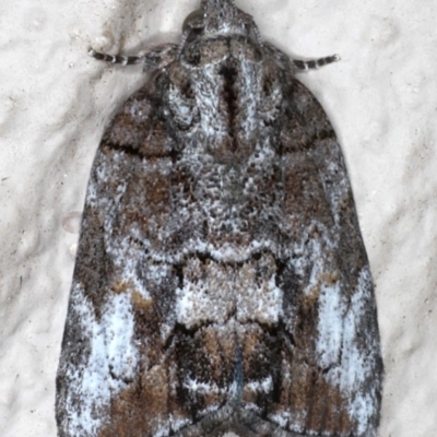 Nanaguna clopaea (a Sarrothripinae moth) at Ainslie, ACT - 18 May 2020 by jb2602