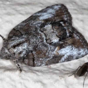 Nanaguna clopaea at Ainslie, ACT - 18 May 2020