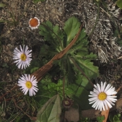 Brachyscome spathulata (Coarse Daisy, Spoon-leaved Daisy) at Mount Clear, ACT - 26 May 2020 by KMcCue