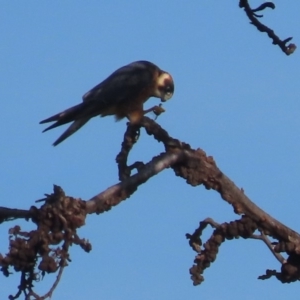 Falco longipennis at Garran, ACT - 19 May 2020