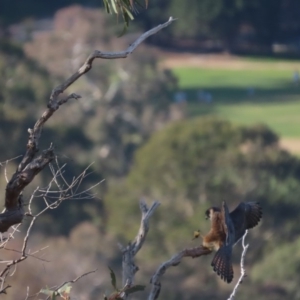 Falco longipennis at Garran, ACT - 19 May 2020