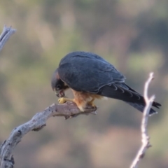 Falco longipennis at Garran, ACT - 19 May 2020