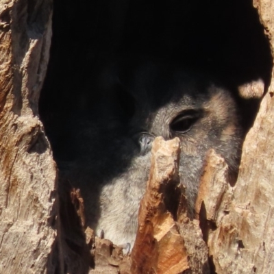 Aegotheles cristatus (Australian Owlet-nightjar) at Garran, ACT - 15 May 2020 by roymcd