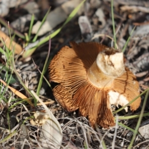 Cortinarius sp. at Cook, ACT - 25 May 2020 12:21 PM