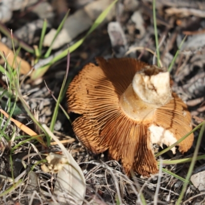 Cortinarius sp. (Cortinarius) at Mount Painter - 25 May 2020 by Tammy