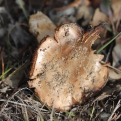 Cortinarius sp. at Cook, ACT - 25 May 2020 12:21 PM