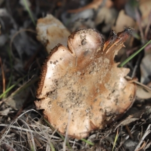 Cortinarius sp. at Cook, ACT - 25 May 2020