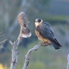 Falco longipennis (Australian Hobby) at Garran, ACT - 14 May 2020 by roymcd