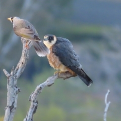 Falco longipennis at Garran, ACT - 14 May 2020