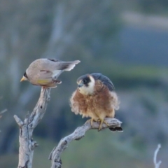 Falco longipennis at Garran, ACT - 14 May 2020