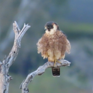 Falco longipennis at Garran, ACT - 14 May 2020