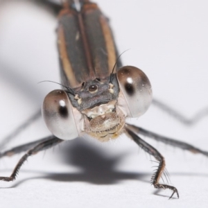 Austrolestes aridus at Evatt, ACT - suppressed