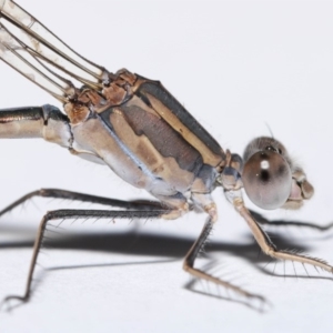 Austrolestes aridus at Evatt, ACT - suppressed