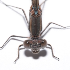 Austrolestes aridus at Evatt, ACT - suppressed