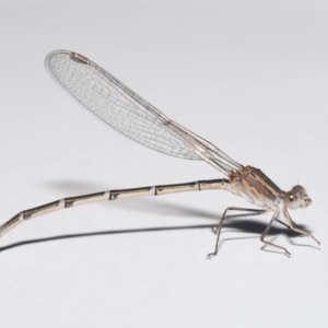 Austrolestes aridus at Evatt, ACT - suppressed