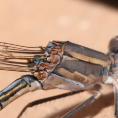 Austrolestes aridus (Inland Ringtail) at Evatt, ACT - 19 May 2020 by TimL