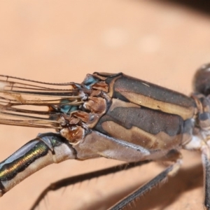 Austrolestes aridus at Evatt, ACT - suppressed