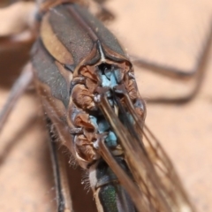 Austrolestes aridus at Evatt, ACT - suppressed