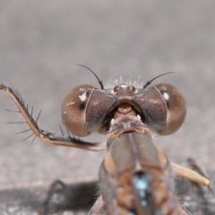 Austrolestes aridus at Evatt, ACT - suppressed