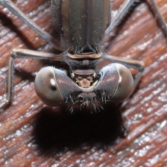 Austrolestes aridus at Evatt, ACT - suppressed