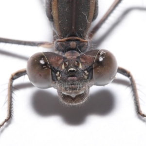 Austrolestes aridus at Evatt, ACT - suppressed