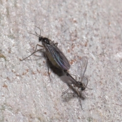 Bibionomorpha (infraorder) (Unidentified Gnat, Gall Midge or March Fly) at ANBG - 24 May 2020 by TimL