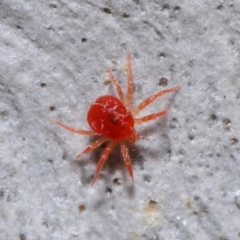 Acari (informal subclass) (Unidentified mite) at ANBG - 24 May 2020 by TimL