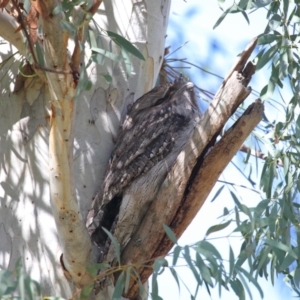 Podargus strigoides at Acton, ACT - 24 May 2020 11:28 AM