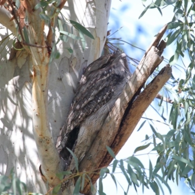 Podargus strigoides (Tawny Frogmouth) at Acton, ACT - 24 May 2020 by Tim L