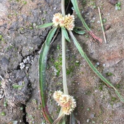 Alternanthera denticulata (Lesser Joyweed) at Woodstock Nature Reserve - 26 May 2020 by JaneR