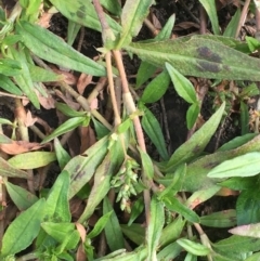 Persicaria prostrata (Creeping Knotweed) at Coree, ACT - 26 May 2020 by JaneR