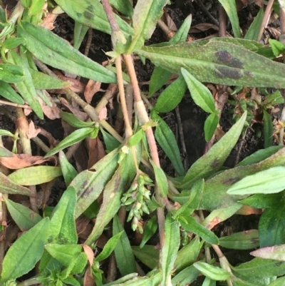 Persicaria prostrata (Creeping Knotweed) at Woodstock Nature Reserve - 26 May 2020 by JaneR