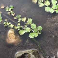 Ludwigia peploides subsp. montevidensis (Water Primrose) at Coree, ACT - 26 May 2020 by JaneR