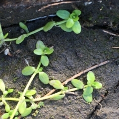 Callitriche stagnalis (Common Starwort) at Coree, ACT - 26 May 2020 by JaneR