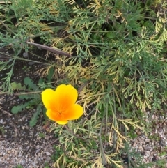 Eschscholzia californica (California Poppy) at Woodstock Nature Reserve - 26 May 2020 by JaneR
