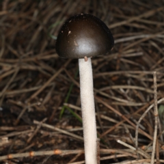 Oudemansiella 'radicata group' (Rooting shank) at Mount Ainslie - 25 May 2020 by jb2602