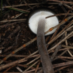 Oudemansiella 'radicata group' at Majura, ACT - 25 May 2020