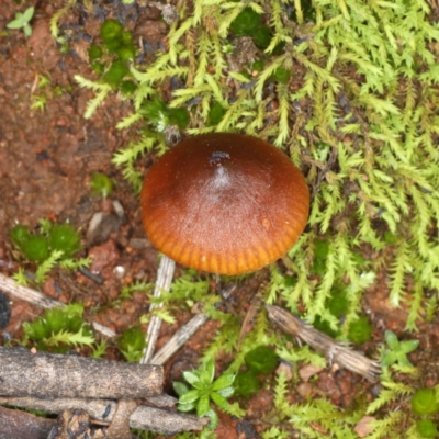 Unverified Cap on a stem; gills below cap [mushrooms or mushroom-like] at Majura, ACT - 25 May 2020 by jb2602
