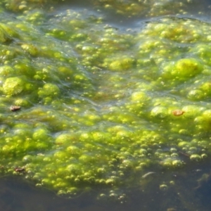 Freshwater algae at Dunlop, ACT - 25 May 2020